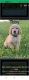 Goldendoodle Puppies for sale in Little Rock, AR, USA. price: $500
