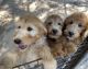 Goldendoodle Puppies for sale in Pittsburg, TX 75686, USA. price: $900