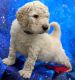 Goldendoodle Puppies for sale in Long Beach, WA 98631, USA. price: NA