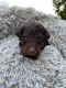 Goldendoodle Puppies for sale in Clinton, AR 72031, USA. price: $600