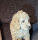 Goldendoodle Puppies for sale in Austin, TX, USA. price: $1,550
