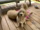 Goldendoodle Puppies for sale in Somerset, PA 15501, USA. price: NA