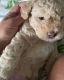 Goldendoodle Puppies for sale in Katy, TX, USA. price: $1,700