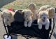 Goldendoodle Puppies for sale in Wenatchee, WA 98801, USA. price: NA