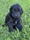 Goldendoodle Puppies for sale in Lyndon Station, WI 53944, USA. price: $1,200