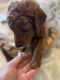 Goldendoodle Puppies for sale in Spokane, WA, USA. price: NA