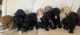 Goldendoodle Puppies for sale in Kent City, MI 49330, USA. price: NA