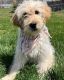 Goldendoodle Puppies for sale in Kansas City, KS, USA. price: $800