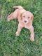 Goldendoodle Puppies for sale in Greenville, PA 16125, USA. price: NA