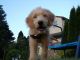 Goldendoodle Puppies for sale in 48 W 37th St, Reading, PA 19606, USA. price: NA