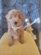 Goldendoodle Puppies for sale in Fort Wayne, IN, USA. price: $1,500