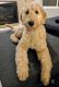 Goldendoodle Puppies for sale in Michigan Ave, Dearborn, MI, USA. price: $1,000
