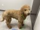 Goldendoodle Puppies for sale in Weston, WI 54476, USA. price: $1,800