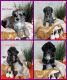 Goldendoodle Puppies for sale in Coldwater, MI 49036, USA. price: NA