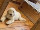 Goldendoodle Puppies for sale in Steprock, AR 72081, USA. price: $1,000