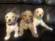 Goldendoodle Puppies for sale in Creston, MT 59901, USA. price: $1,400