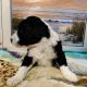 Goldendoodle Puppies for sale in New Cumberland, PA 17070, USA. price: NA