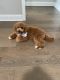 Goldendoodle Puppies for sale in Knoxville, TN, USA. price: NA