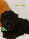 Goldendoodle Puppies for sale in New Cumberland, PA 17070, USA. price: NA