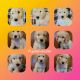 Goldendoodle Puppies for sale in Olathe, KS, USA. price: $400