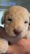 Goldendoodle Puppies for sale in Port Huron, MI, USA. price: NA