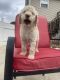 Goldendoodle Puppies for sale in Cleveland, TN 37323, USA. price: NA