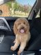 Goldendoodle Puppies for sale in Plano, TX 75023, USA. price: NA