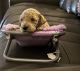 Goldendoodle Puppies for sale in Shelton, WA 98584, USA. price: NA