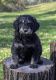 Goldendoodle Puppies for sale in Beaver Dam, WI 53916, USA. price: $850