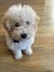 Goldendoodle Puppies for sale in Sterling Heights, MI, USA. price: NA