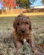 Goldendoodle Puppies for sale in Clarksville, TN, USA. price: NA