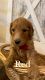 Goldendoodle Puppies for sale in Burtchville Township, MI 48059, USA. price: NA