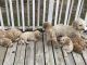Goldendoodle Puppies for sale in Genesee County, MI, USA. price: NA