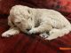 Goldendoodle Puppies for sale in Fresno, CA, USA. price: NA