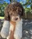 Goldendoodle Puppies for sale in Edgewater, Miami, FL, USA. price: NA