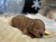 Goldendoodle Puppies for sale in Nampa, ID, USA. price: NA