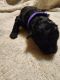 Goldendoodle Puppies for sale in Ruther Glen, VA 22546, USA. price: NA