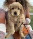 Goldendoodle Puppies for sale in Hudson, IN, USA. price: NA