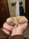 Goldendoodle Puppies for sale in San Antonio, TX, USA. price: NA