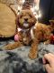 Goldendoodle Puppies for sale in Warsaw, IN, USA. price: NA