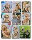 Goldendoodle Puppies for sale in Farwell, TX 79325, USA. price: NA
