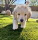 Goldendoodle Puppies for sale in Phoenix, AZ 85085, USA. price: NA