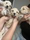 Goldendoodle Puppies for sale in 3434 McBroom St, Dallas, TX 75212, USA. price: $1,000
