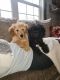 Goldendoodle Puppies for sale in Woodhaven, MI 48183, USA. price: NA