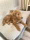 Goldendoodle Puppies for sale in Norristown, PA, USA. price: NA
