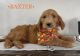Goldendoodle Puppies for sale in Woodburn, IN 46797, USA. price: $250