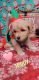 Goldendoodle Puppies for sale in Elkhart, IN 46516, USA. price: NA