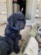 Goldendoodle Puppies for sale in Joshua, TX 76058, USA. price: $1,500