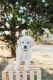 Goldendoodle Puppies for sale in Chuckey, TN 37641, USA. price: NA