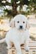 Goldendoodle Puppies for sale in Chuckey, TN 37641, USA. price: NA